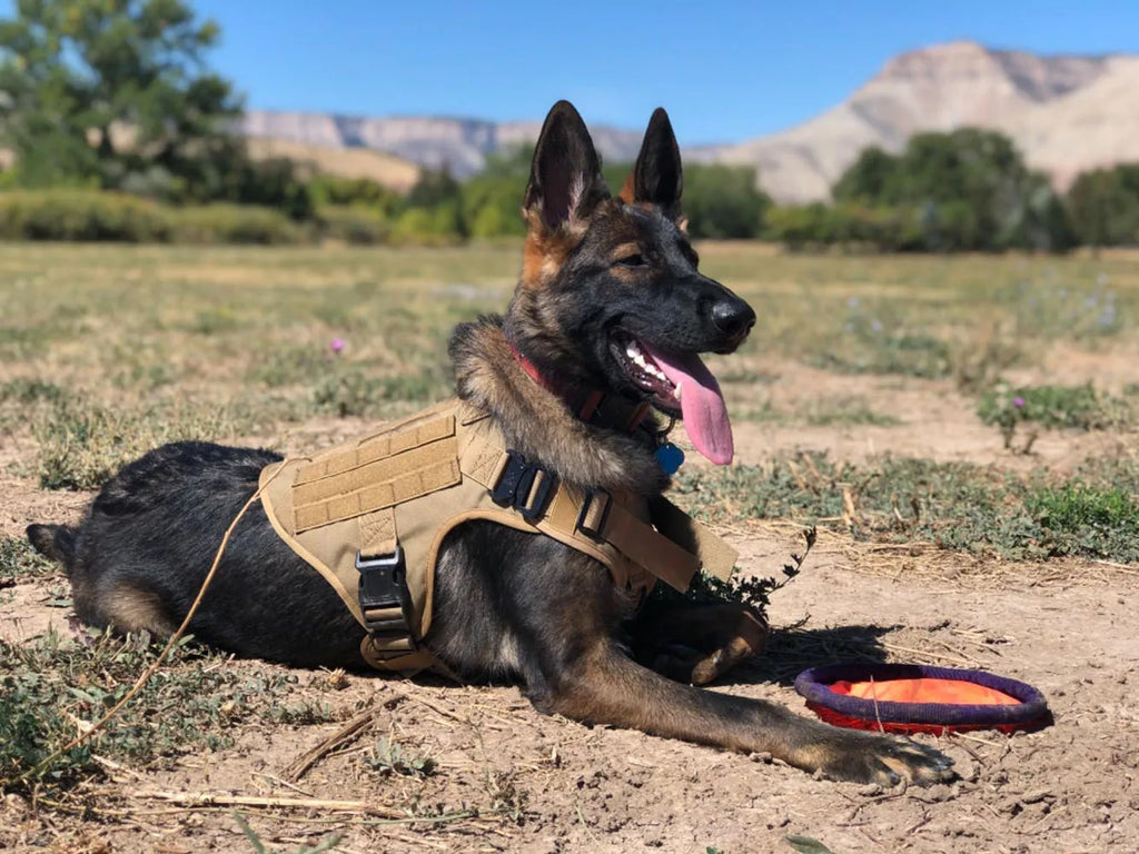 Colete de treinamento militar para cães de grande porte
