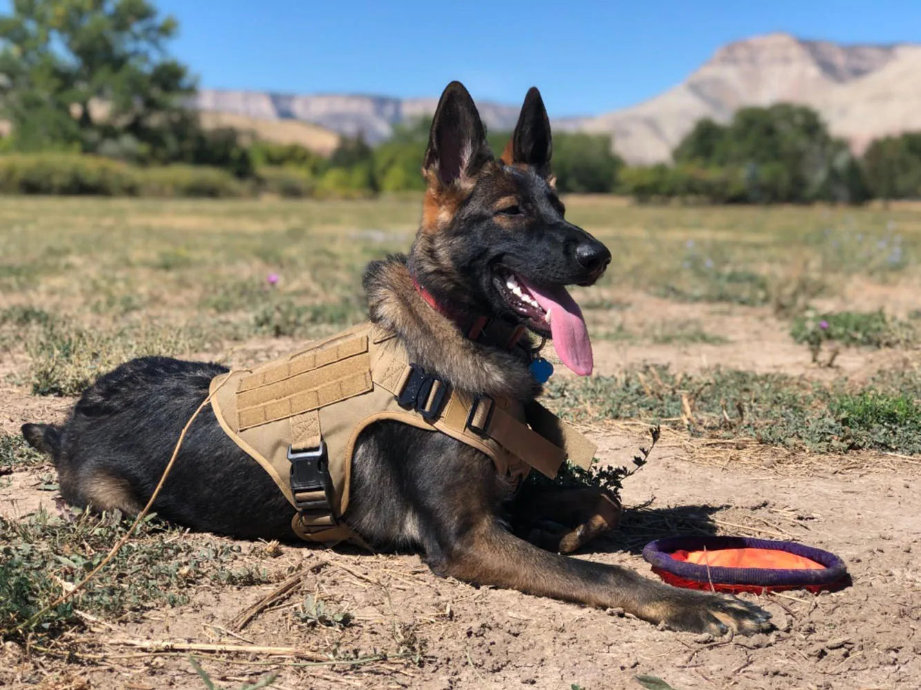 Colete de treinamento militar para cães de grande porte