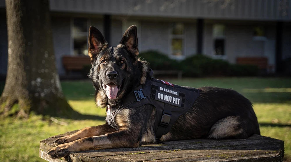 Colete de treinamento militar para cães de grande porte