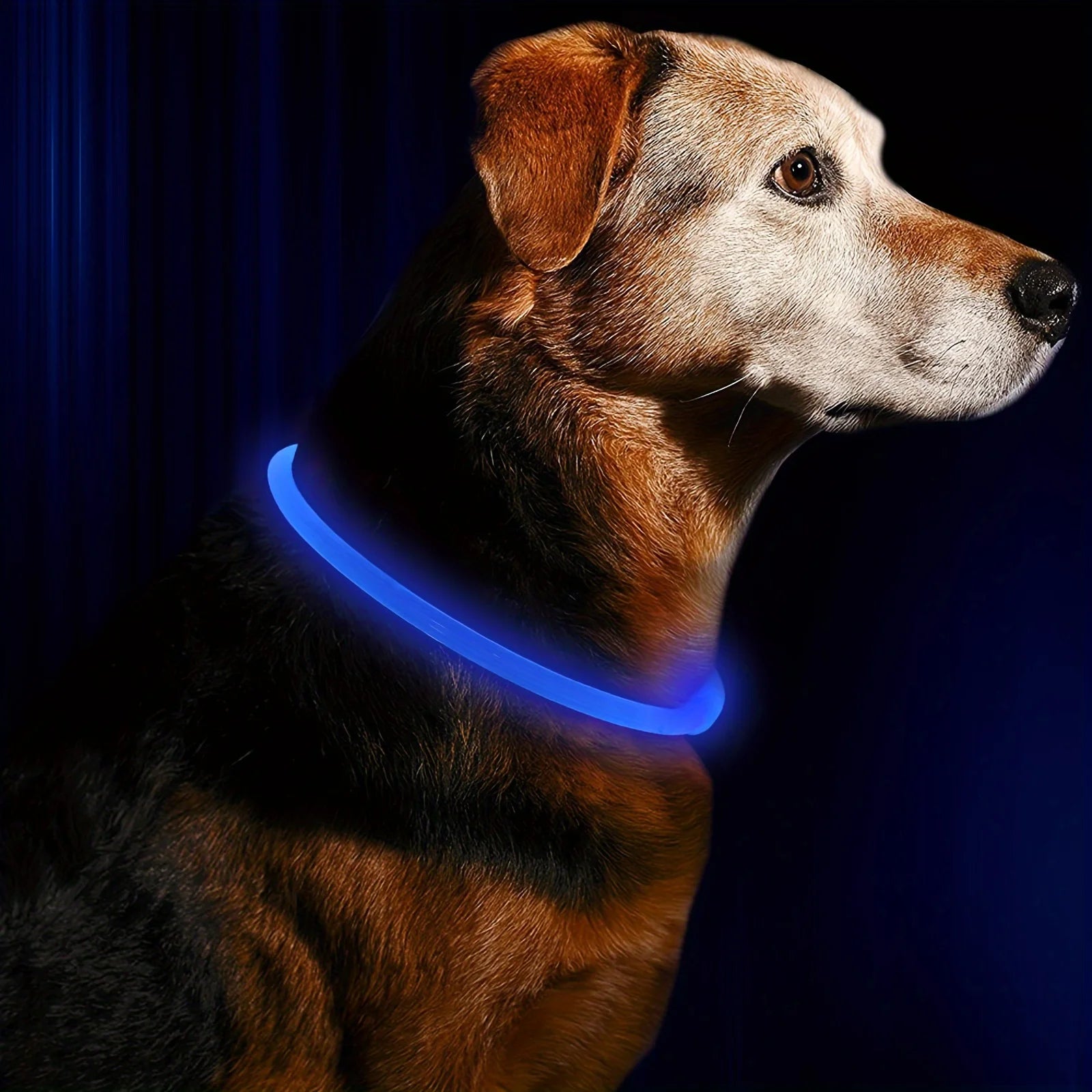 Coleira de LED para cães, luminosa, anti-perda, recarregável via USB.