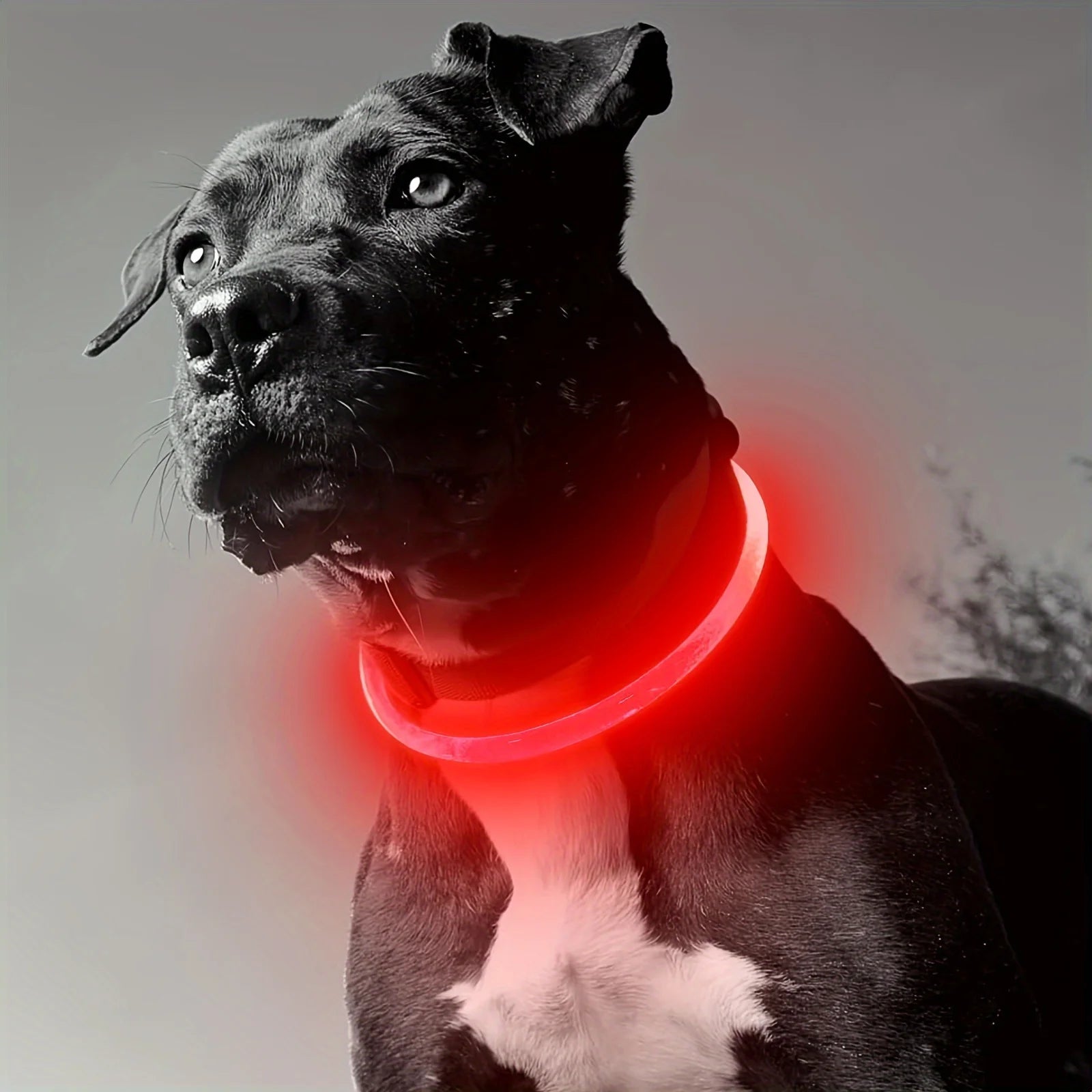Coleira de LED para cães, luminosa, anti-perda, recarregável via USB.